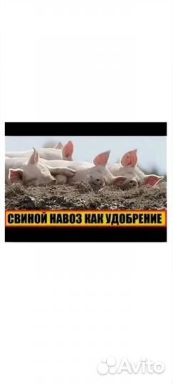 Свинной новоз удобрения