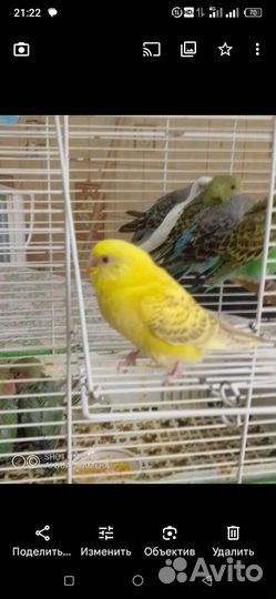 Птенцы волнистого попугая, склонные к разговору