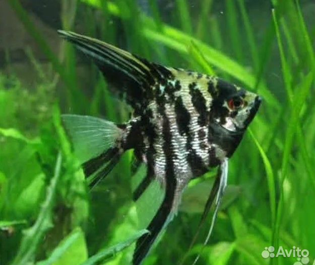 Тернеция, данио глофиш (Glofish), раки