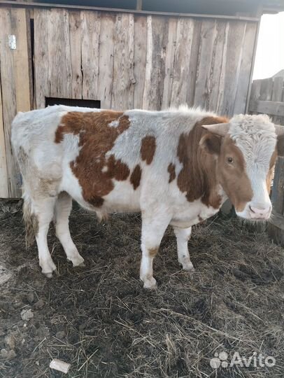 Бык симментал