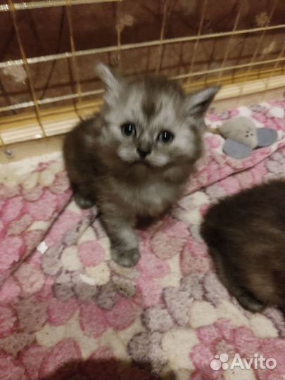 Котята в добрые руки бесплатно