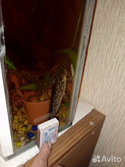 Аквариумные,сомы в народе называются,Коряжки