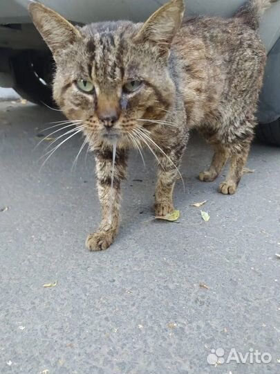 Спасите Васю