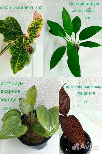 Комнатные растения (разные)