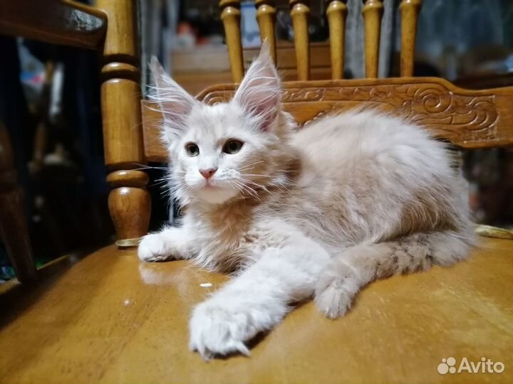 Чистокровные котята мейн-кун