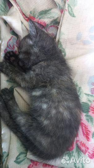 Котята в добрые руки бесплатно
