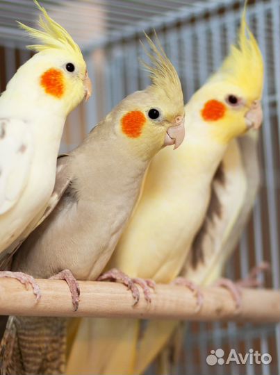 Лучшие птенцы корелл для Вас