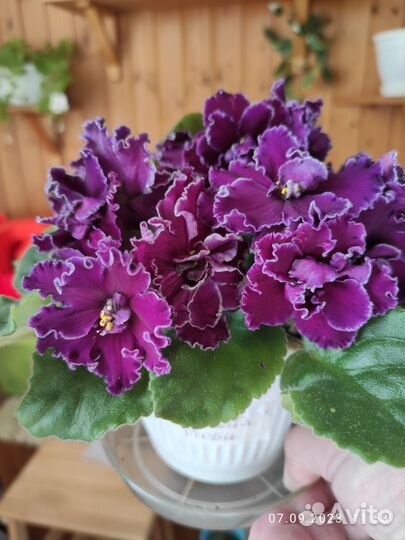 Фиалка, ле Царская особа. Фото в данный момент