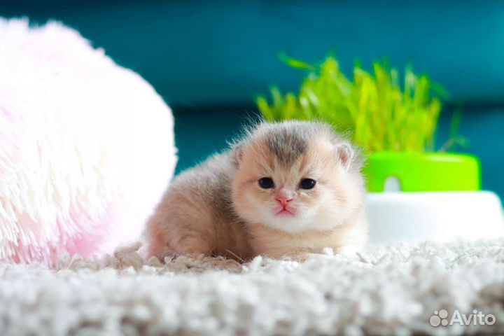 Лаймик-золотистый мальчик