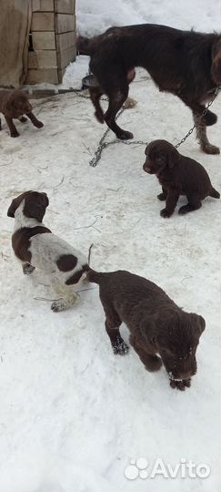 Щенки дратхара