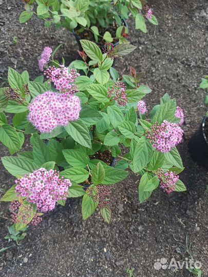 Спиреи, пузыреплодники, ягодные и др