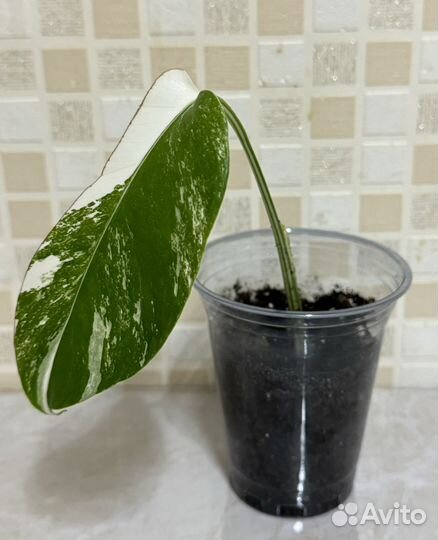 Монстера альба