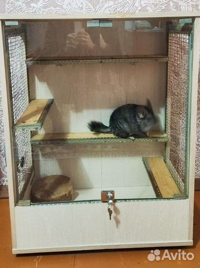 Шиншилла с витриной
