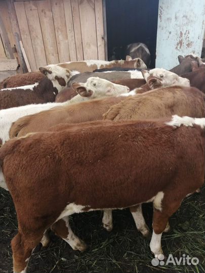 Продаю Бычков