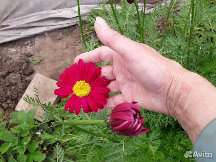 Ирисы,Чубушник,Гортензия,Райграс,Пиретрум