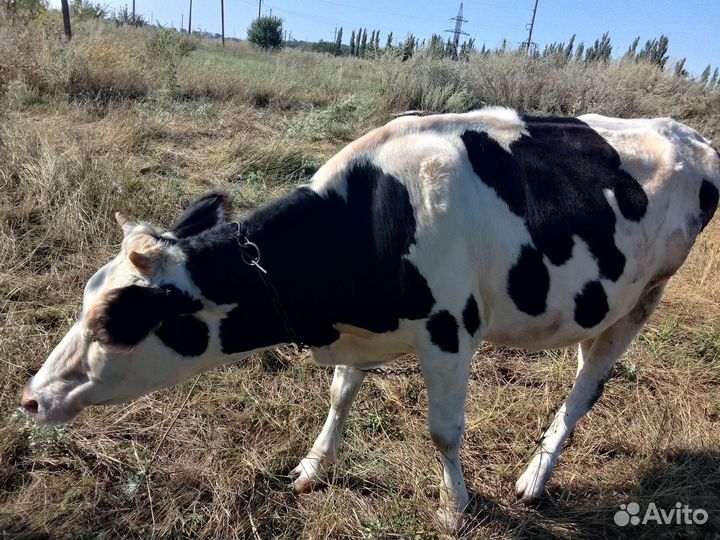 Телка 1 год, Корова