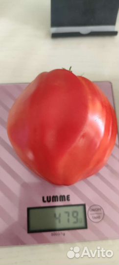 Семена коллекционных сортов томатов