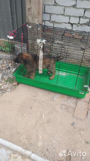 Щенок кавказской овчарки