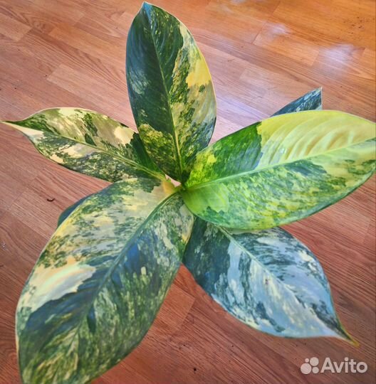 Диффенбахия