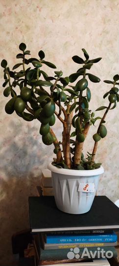 Взрослое Денежное дерево