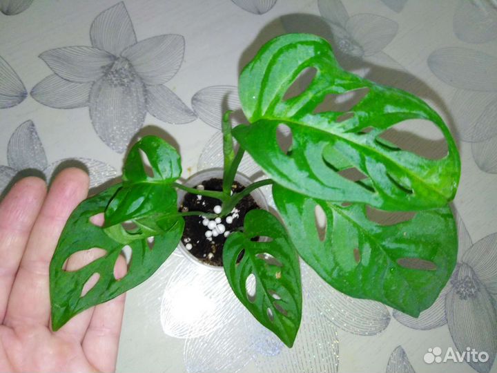 Декоративно лиственные растения