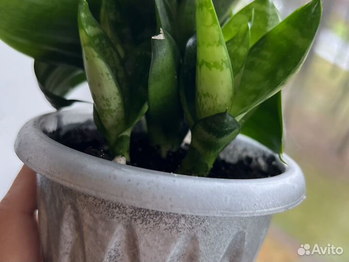 Сансевиерия взрослое комнатное растение