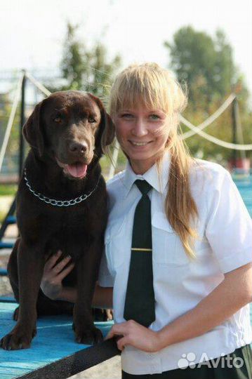 Услуги кинолога