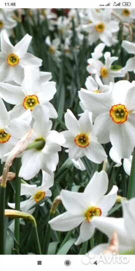 Луковицы нарциссов Глаз фазана