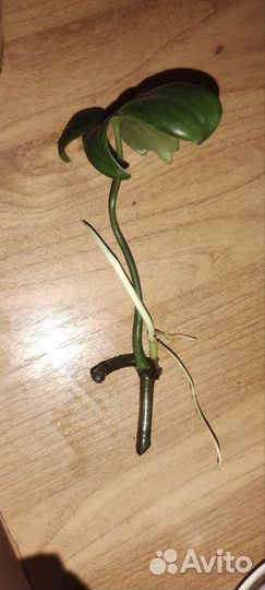 Филадендрон