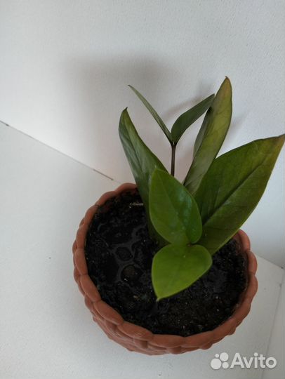 Долларовое дерево. Замиокулькас в горшке