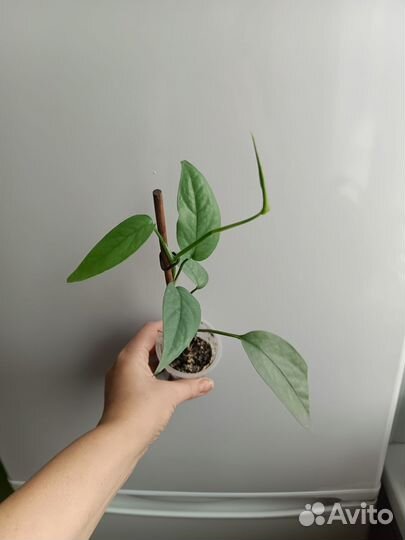 Эпипремнум Себу блю