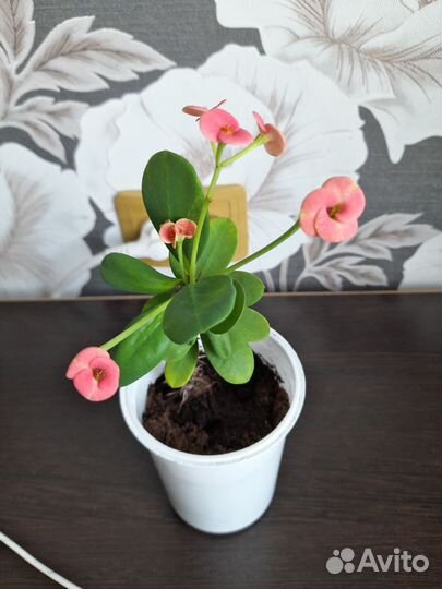 Фукция-малочай