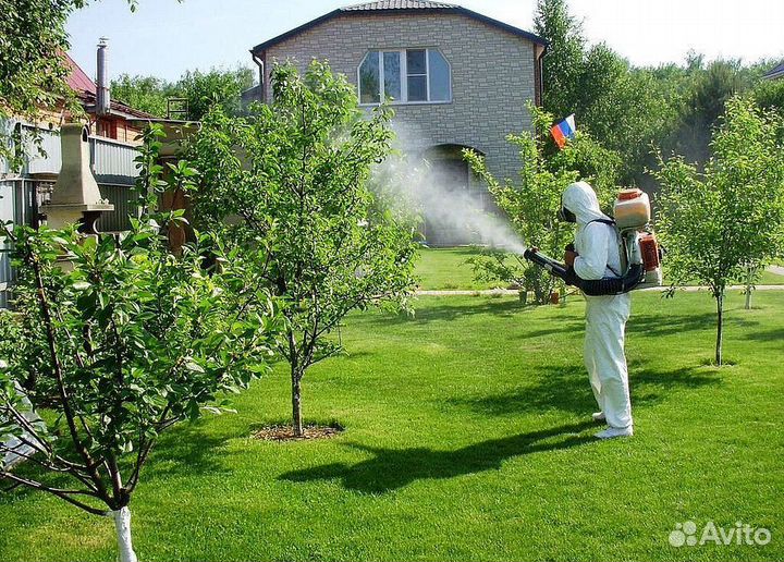 Уничтожение клещей, клопов, тараканов, муравьёв