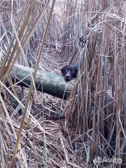 Курцхаар вязка