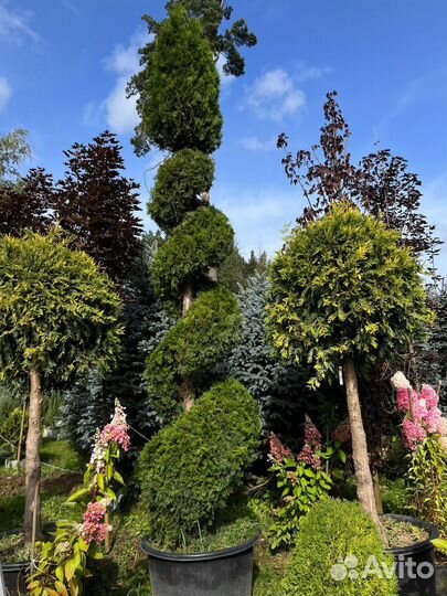 Шаровидная туя из питомника