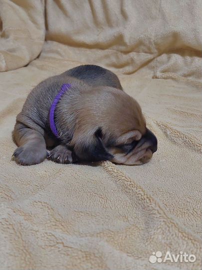 Щенки таксы