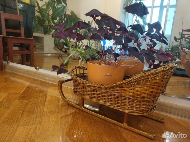 Цветы домашние Юкка, Малочай,Дефинбахия,Фикус и др