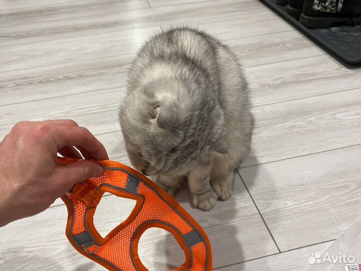 Шлейка оранжевая с поводком для собак и кошек