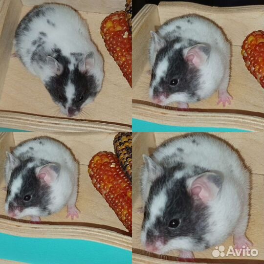 Сирийские, джунгарские хомяки