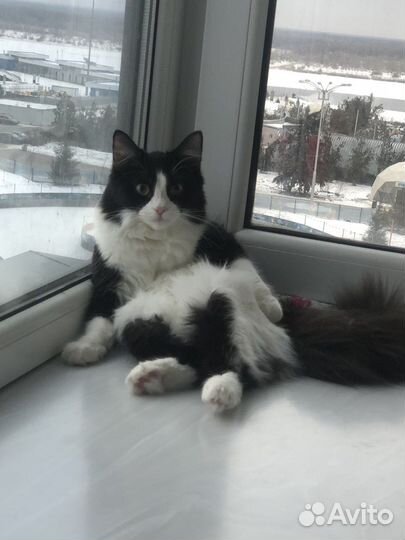 Кошка в дар