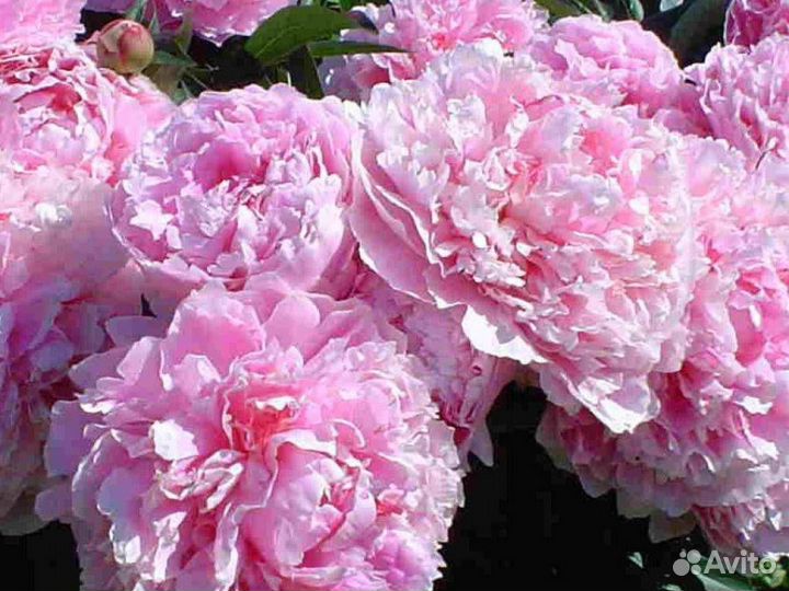 Пион Сара Бернар (С5) (15-30)