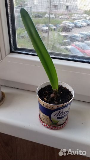 Гиппеаструм амариллис