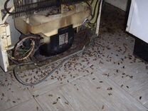 Уничтожение тараканов клопов клещей комаров