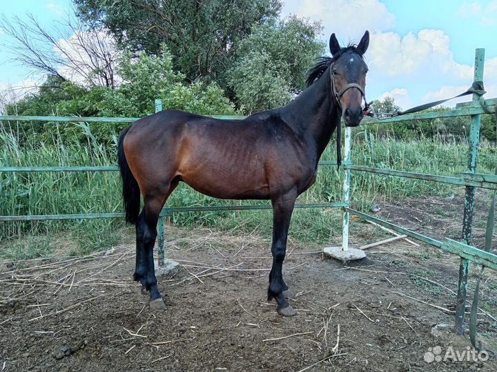 Высококровные лошади