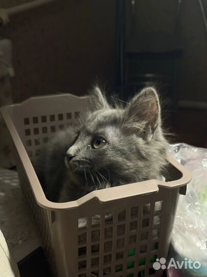 Отдам котенка в добрые руки