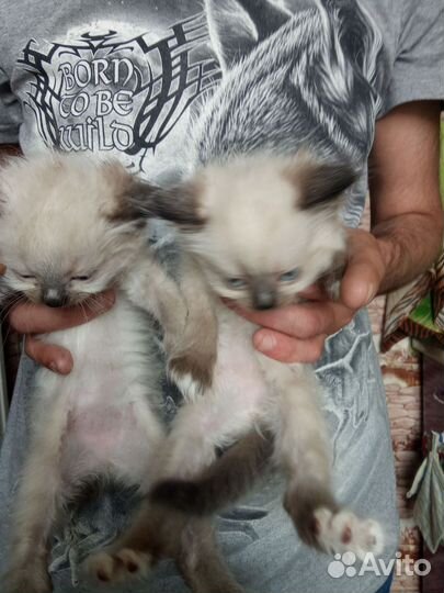 Отдам котят