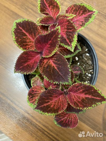 Продаю рассаду цветов колеус