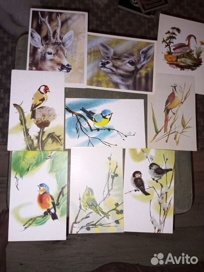 Открытки Каневский, Исаков