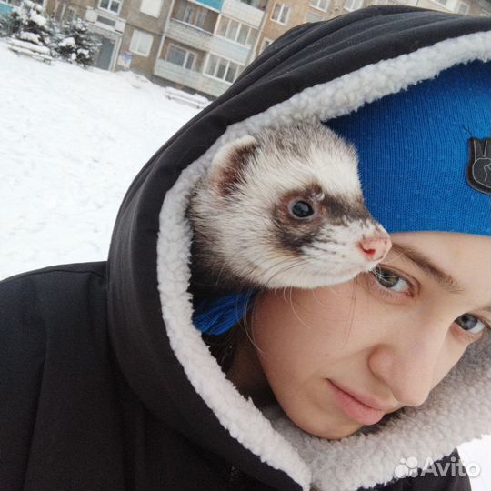 Хорек вязка