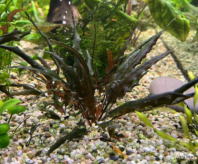 Неоны, креветки, Хелены, аквариумные растения